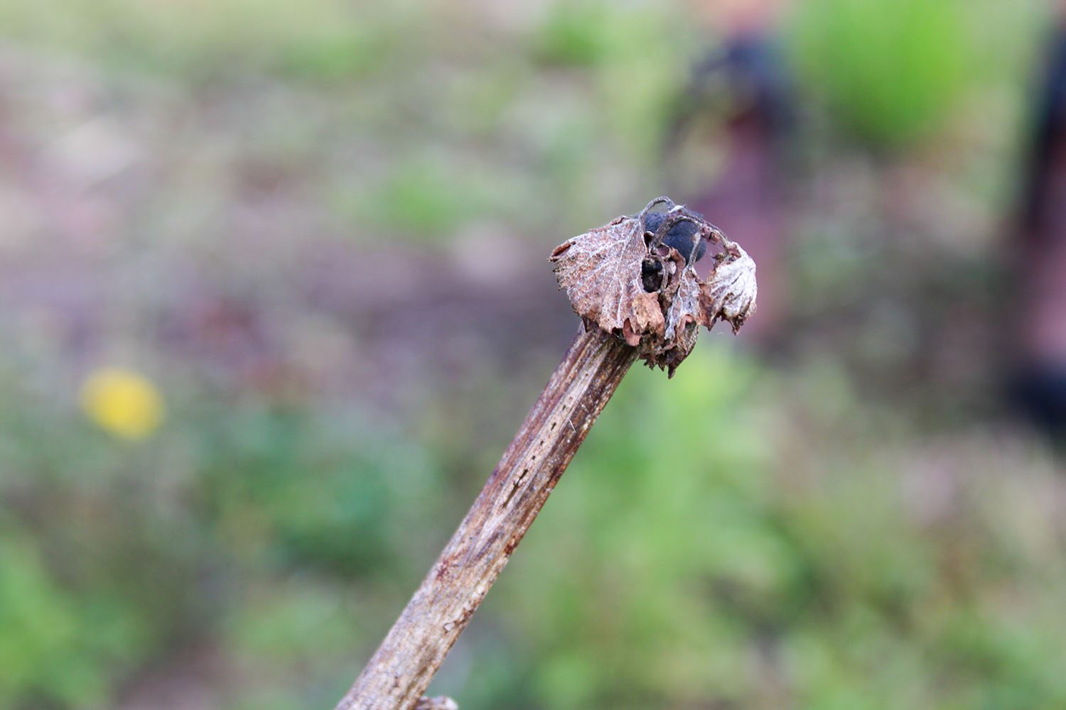 A close-up of a dried, withered flower on a long stem outdoors, with a soft-focus green and brown background.