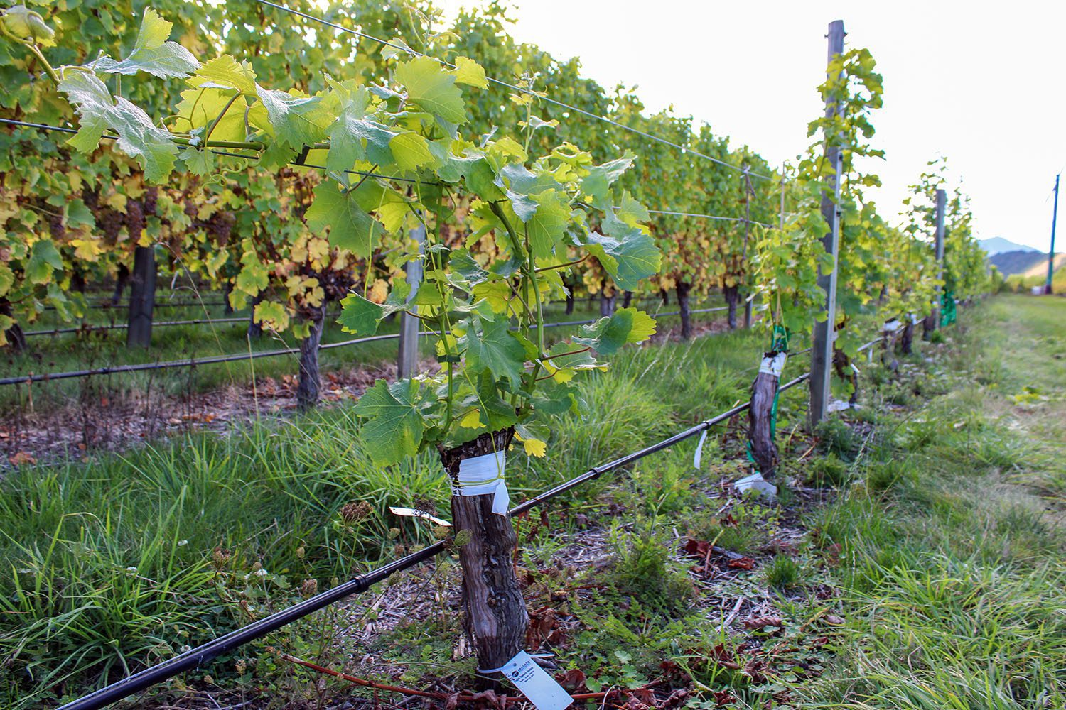 Rows of grapevines in a vineyard flourish with green leaves; trellises and wires support them, grass covers the ground. Mostly clear sky.
