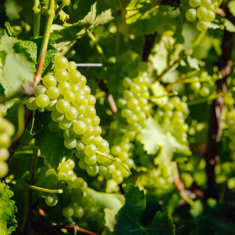 Clusters of green grapes hang from vines surrounded by lush green leaves, bathed in sunlight in a vineyard setting.