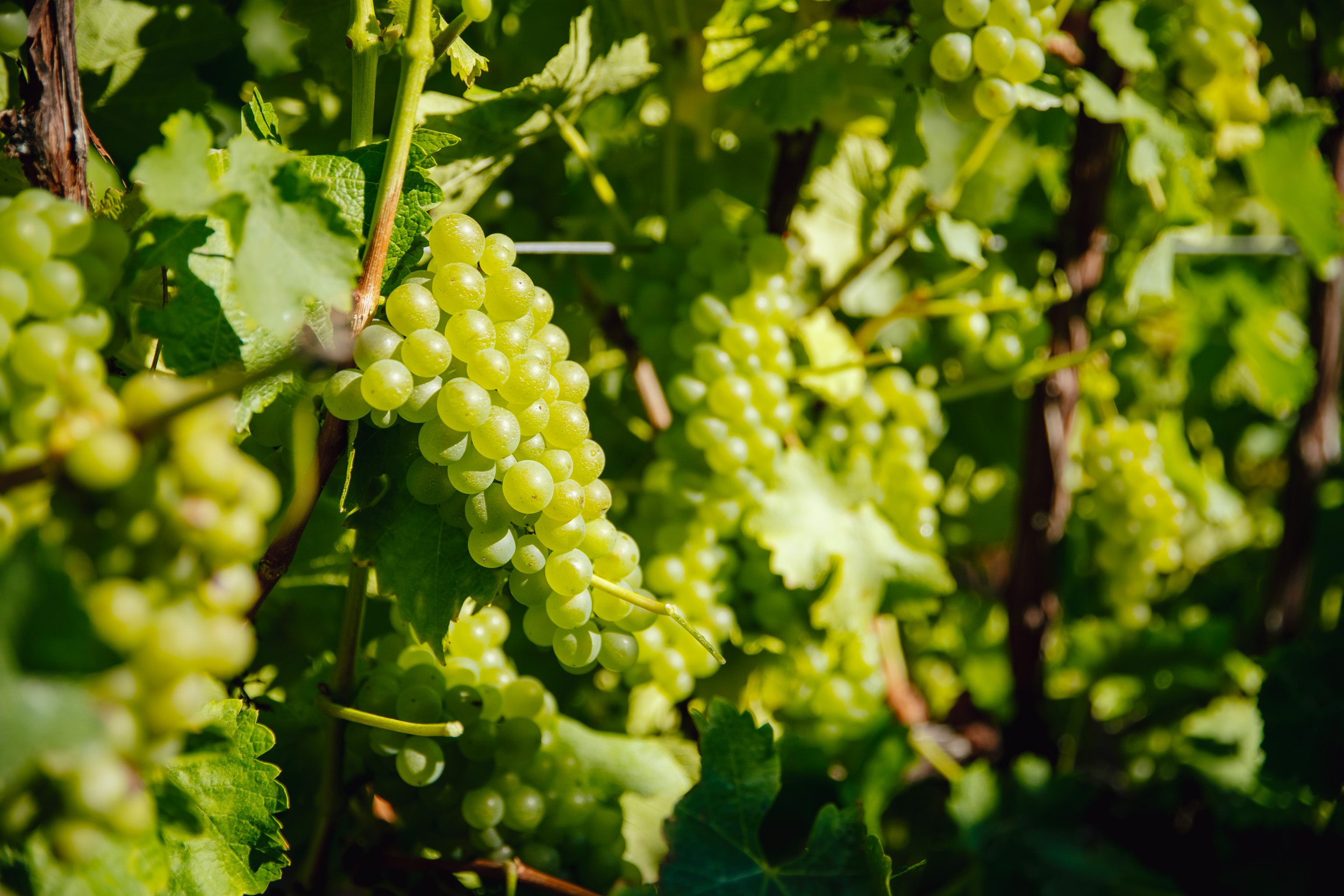 Vintage 2025 and early insight into vintage 2026 winemaking results from the Next Generation Viticulture Programme