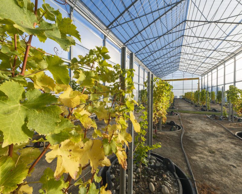 Rows of grapevines grow inside a bright, spacious greenhouse with a glass roof; sunlight pours in, illuminating the space, while irrigation hoses run along the dirt floor.