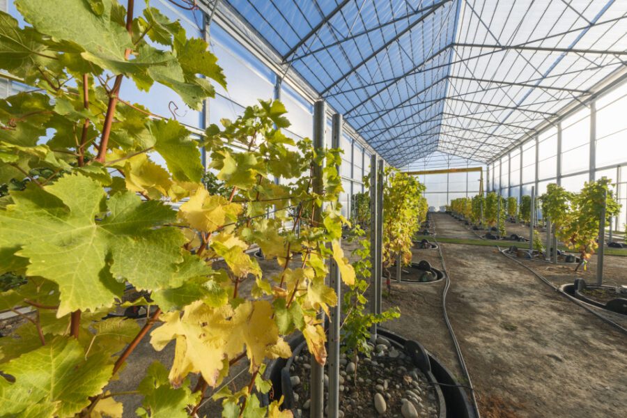 Rows of grapevines grow inside a bright, spacious greenhouse with a glass roof; sunlight pours in, illuminating the space, while irrigation hoses run along the dirt floor.