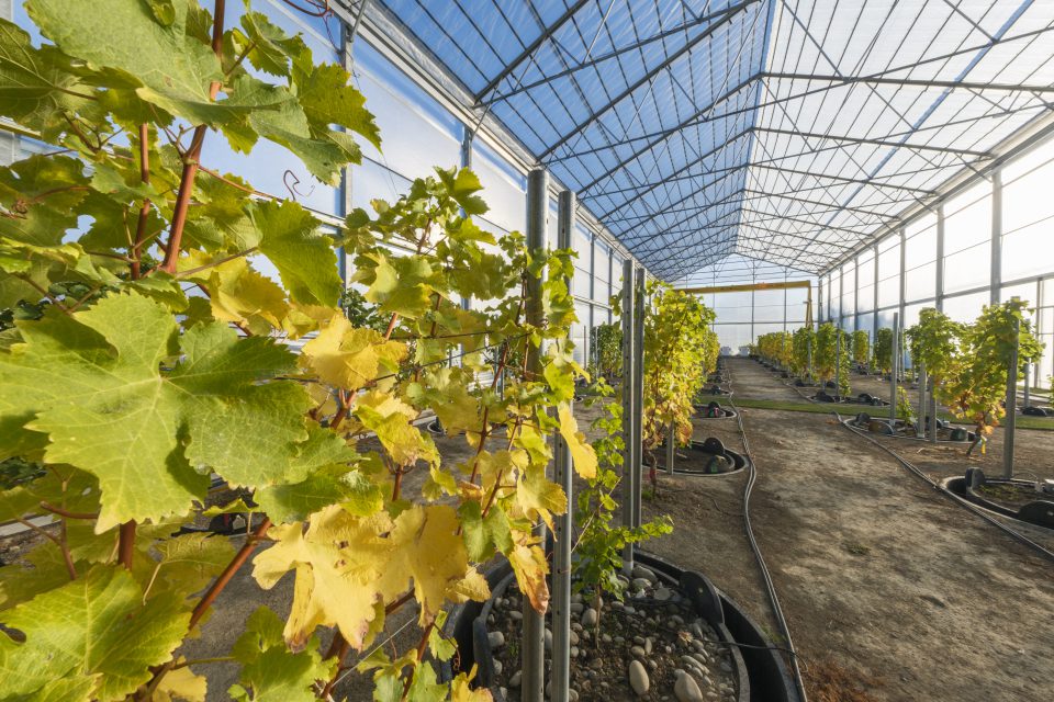 From Waste to Resource: What Insect Frass Could Mean for Vineyard Soils
