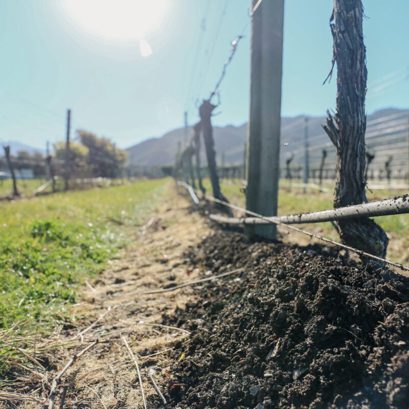 Close-up view of vineyard rows with bare vines, drip irrigation pipes, and sunlit soil, set against mountains and a clear blue sky in the background.