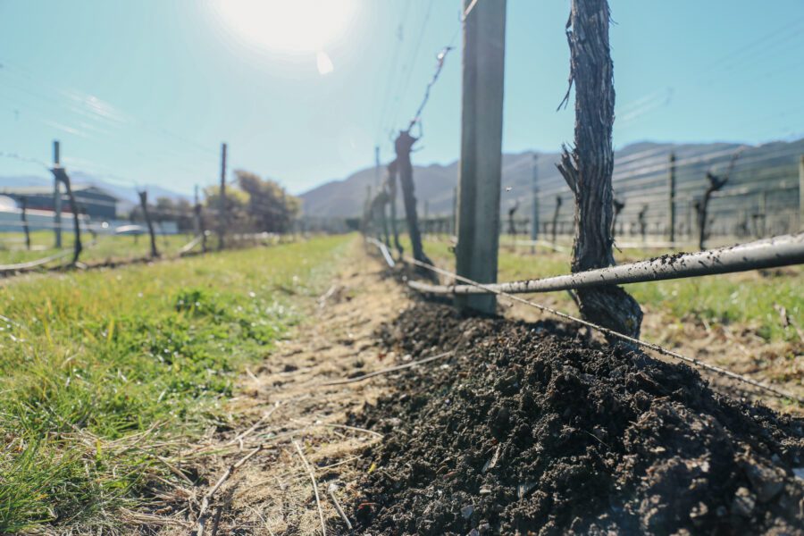 Close-up view of vineyard rows with bare vines, drip irrigation pipes, and sunlit soil, set against mountains and a clear blue sky in the background.
